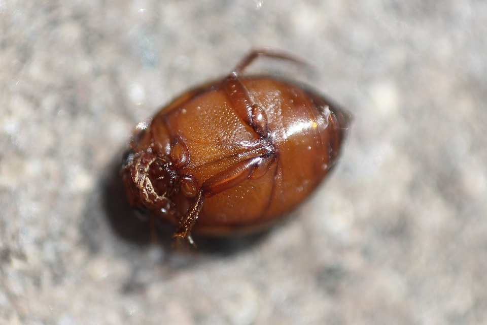 Hyphydrus ovatus - gyakori gömbcsíkbogár