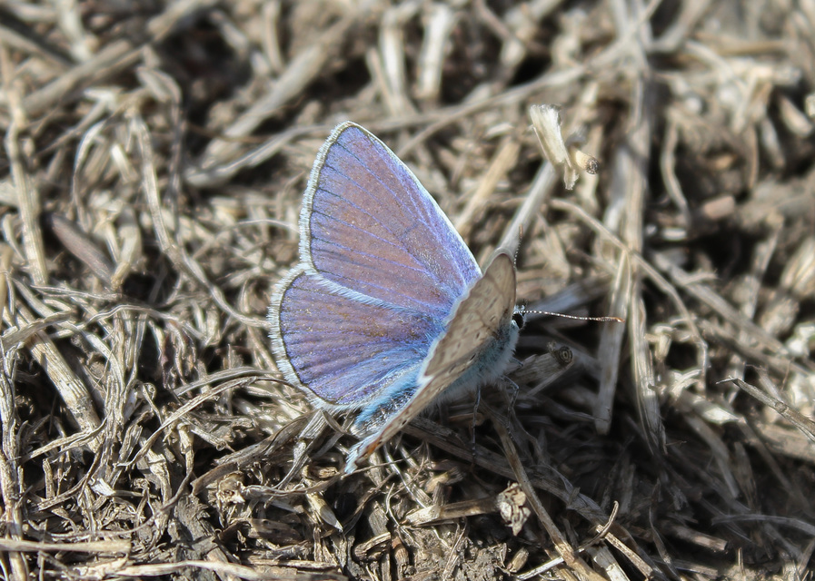 Polyommatus icarus - közönséges boglárka