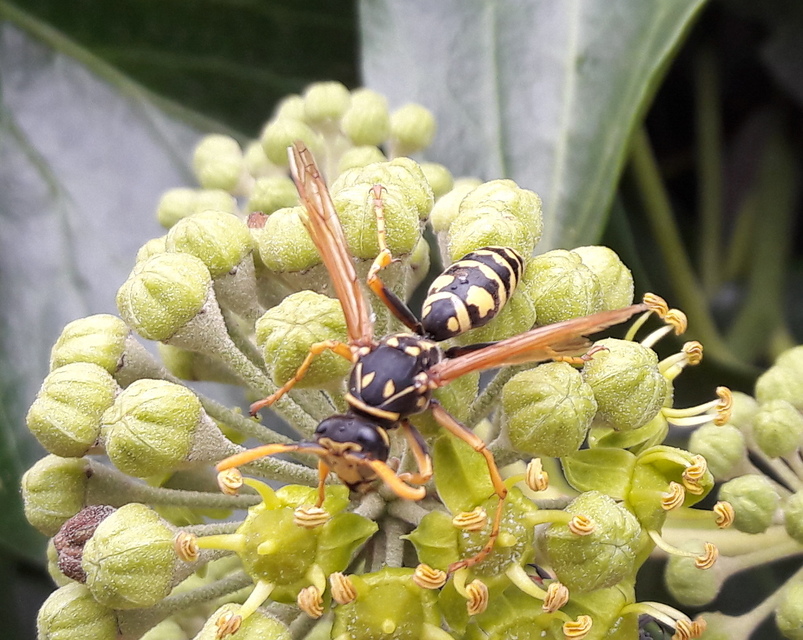 Polistes - papírdarazsak