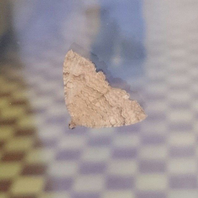 Camptogramma bilineata - kétvonalas sávosaraszoló