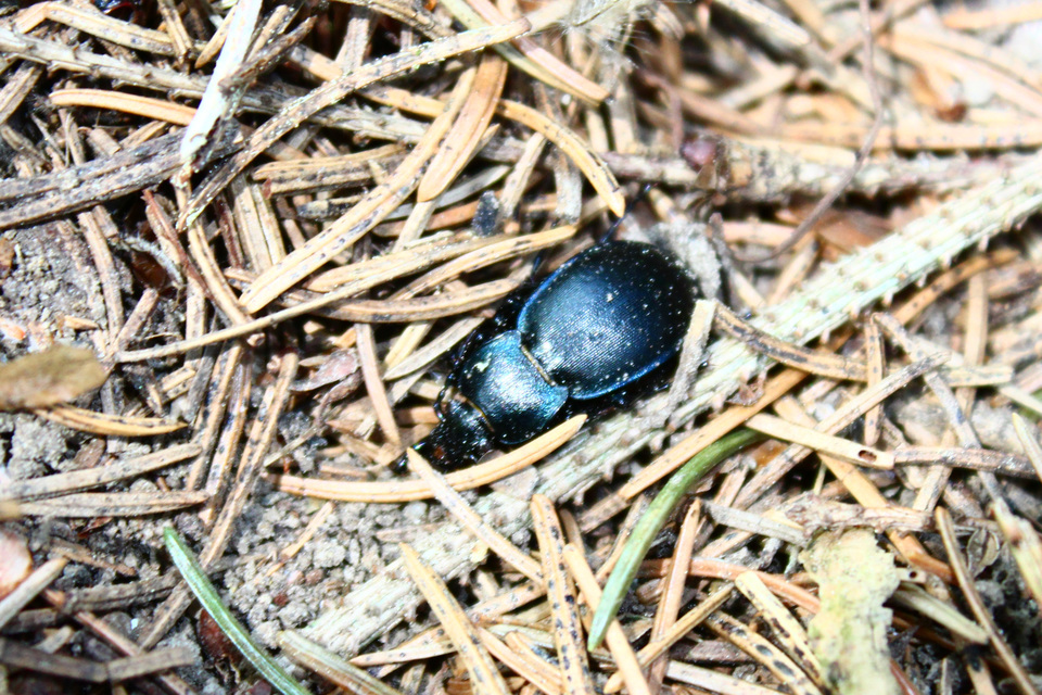 Carabus convexus - selymes futrinka Carabus convexus - selymes futrinka