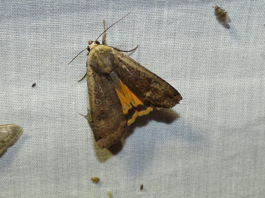 Noctua pronuba - nagy sárgafűbagoly