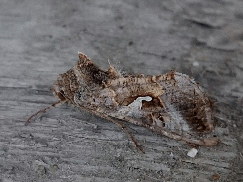 Autographa gamma - gammalepke