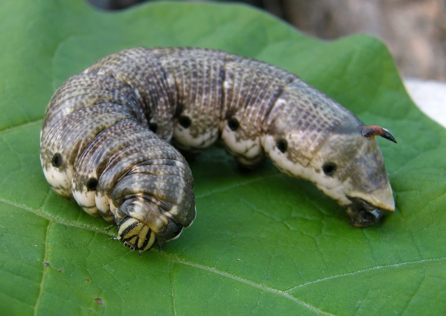 Agrius convolvuli - szulákszender
