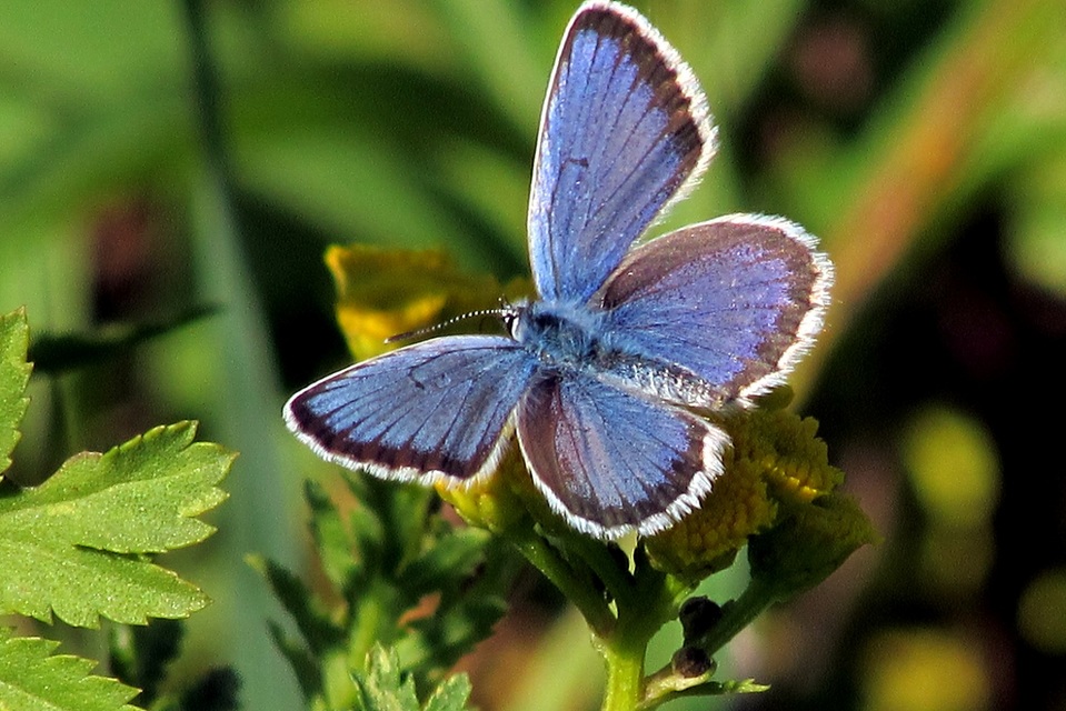 Plebejus argus - ezüstös boglárka