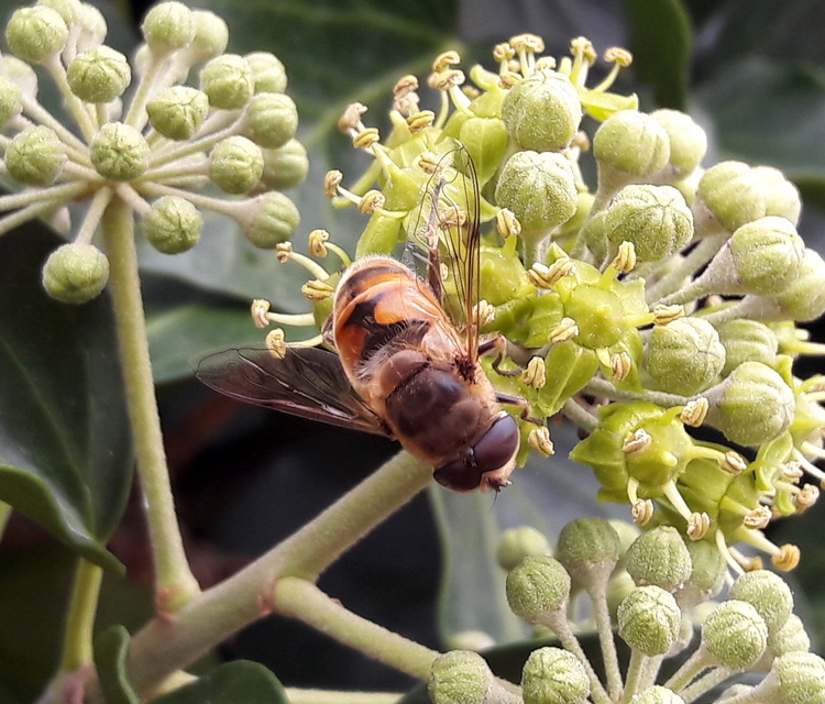 Eristalis tenax - közönséges herelégy