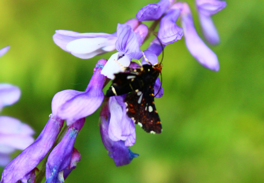 Thyris fenestrella - gyakori ablakosmoly