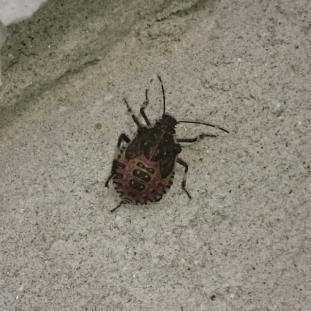 halyomorpha halys - Halyomorpha halys