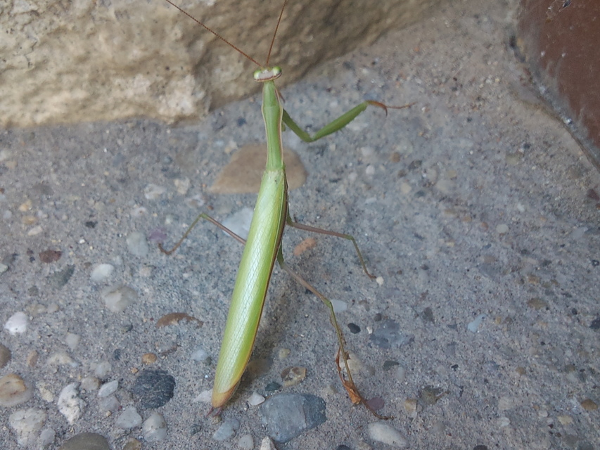 Mantis religiosa - imádkozósáska