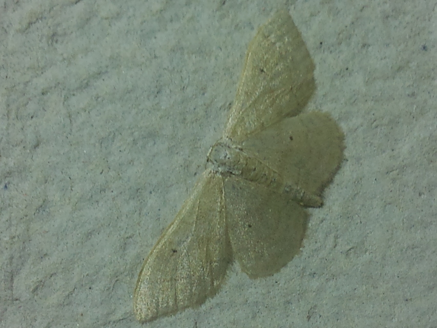 Idaea straminata - szalmasárga sávosaraszoló