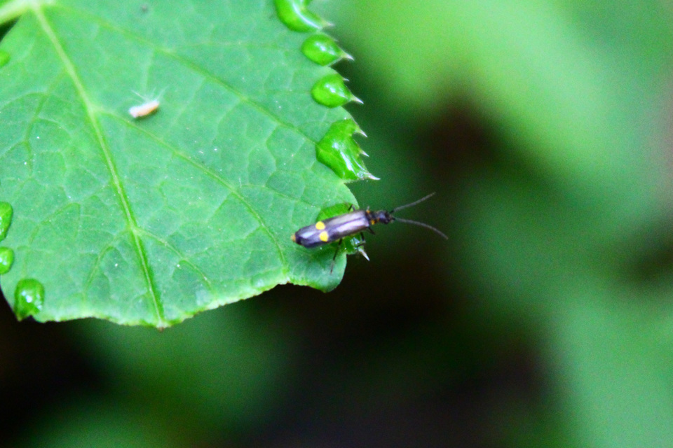 Malthinus