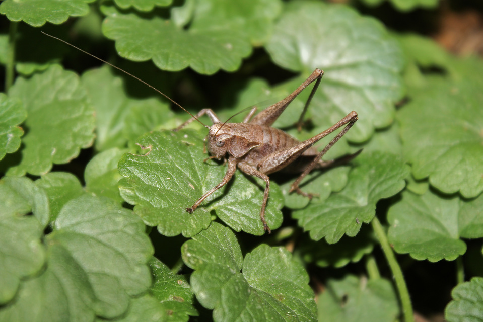 Pholidoptera griseoaptera - szürke avarszöcske