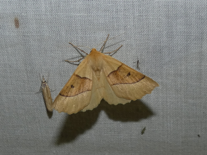 Crocallis elinguaria - sárga sávosaraszoló