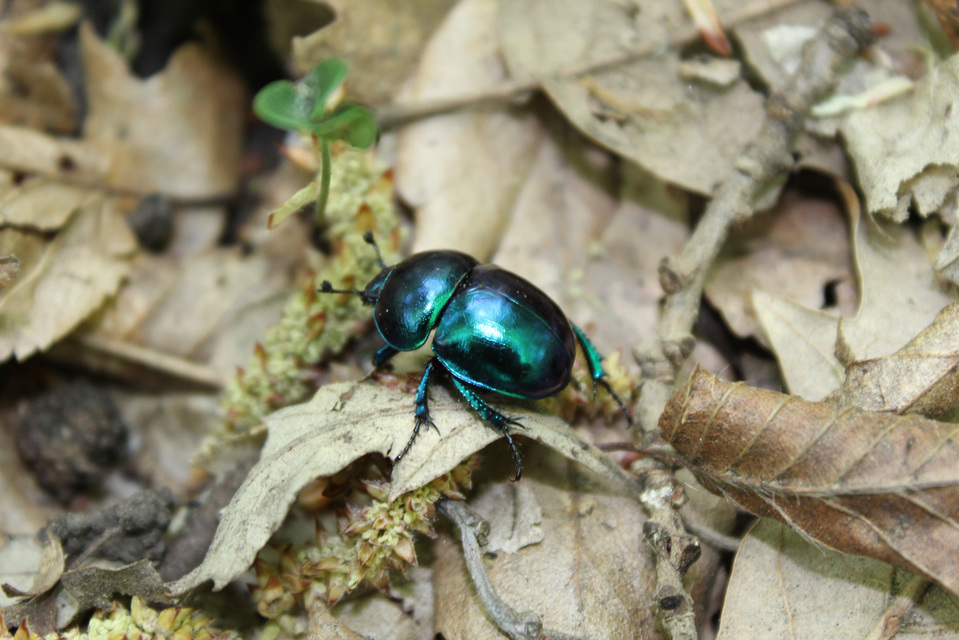 Trypocopris vernalis - tavaszi álganéjtúró