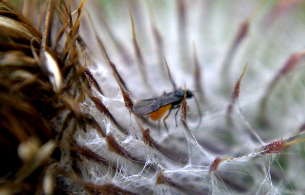 Braconidae - gyilkosfürkészek