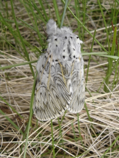 Cerura vinula - nagy púposszövő