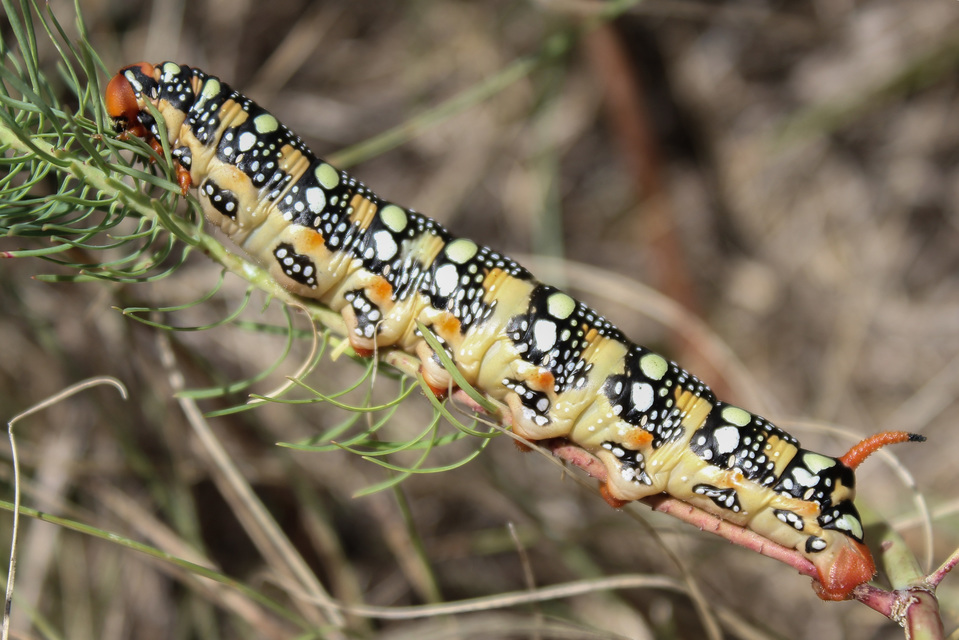 Hyles euphorbiae - kutyatejszender