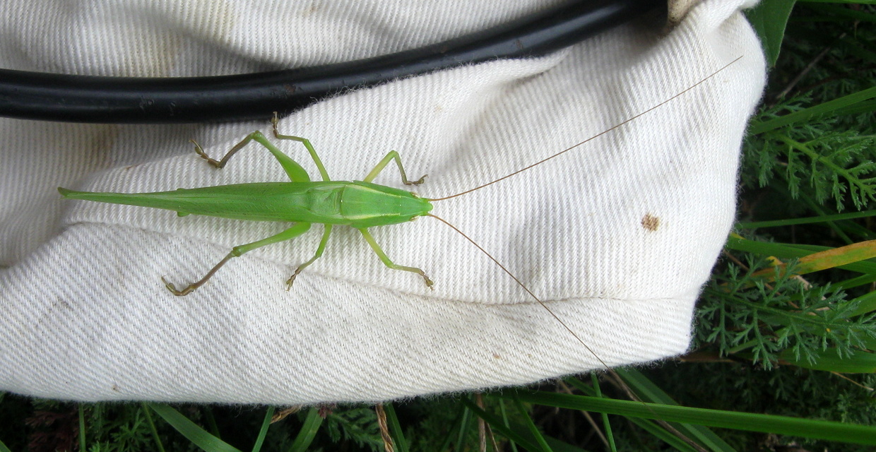 Ruspolia nitidula - nagy kúpfejűszöcske