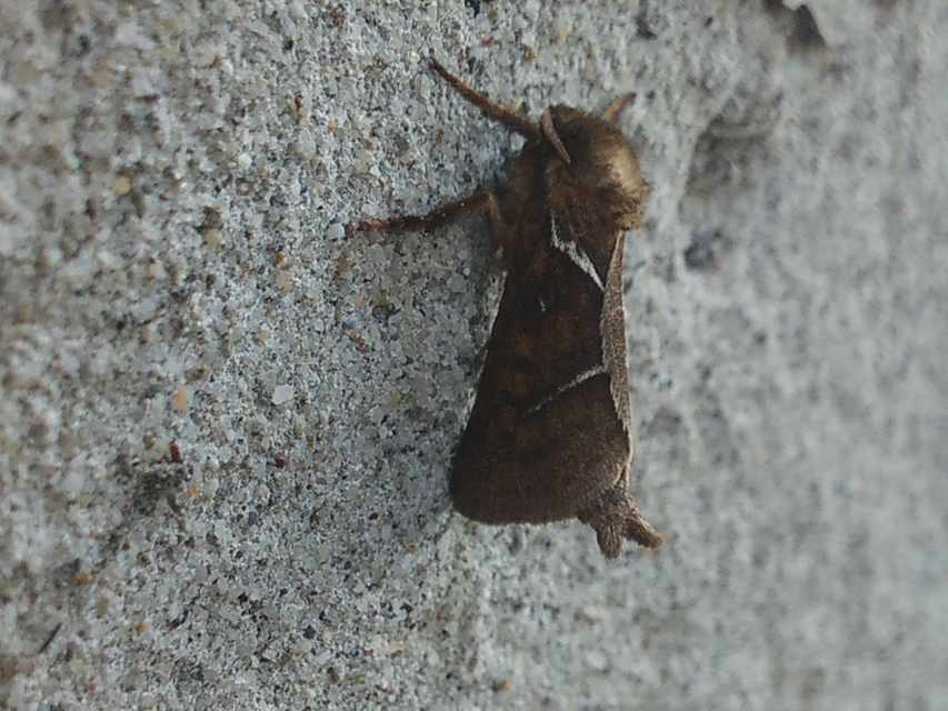 Triodia sylvina - kis gyökérrágólepke