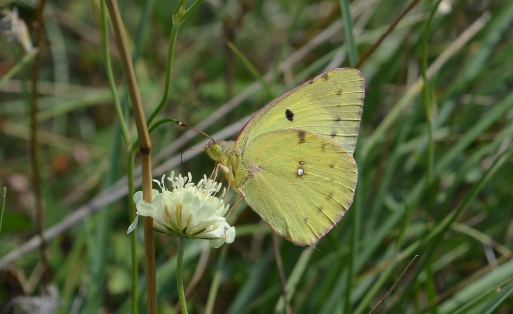 Colias hyale - kéneslepke