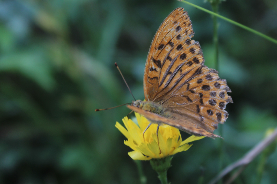 Argynnis paphia - nagy gyöngyházlepke