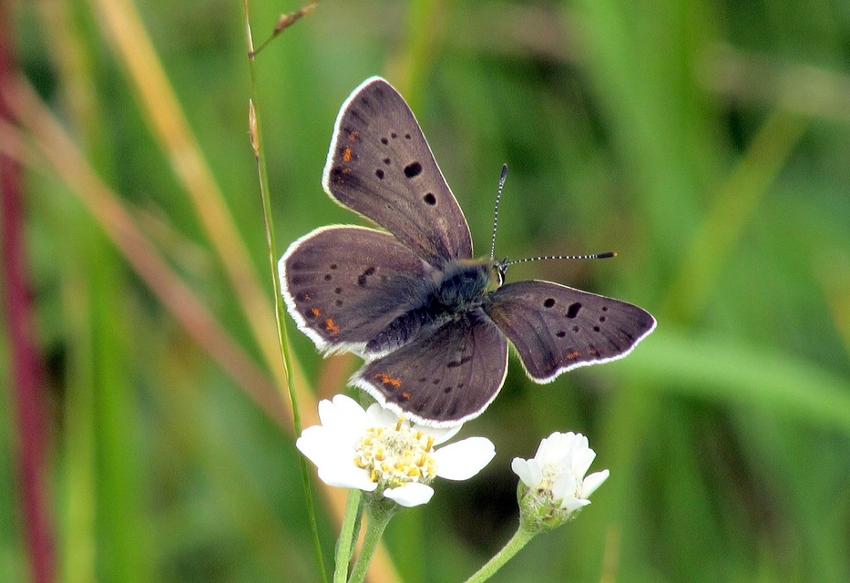 Lycaena tityrus - barna tűzlepke