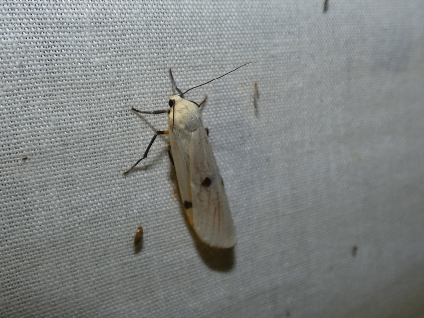Lithosia quadra - négypettyes zuzmószövő
