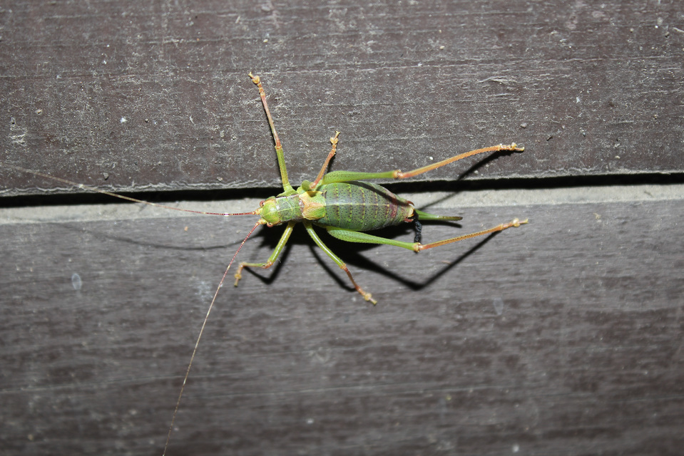 Barbitistes constrictus - északi málnaszöcske