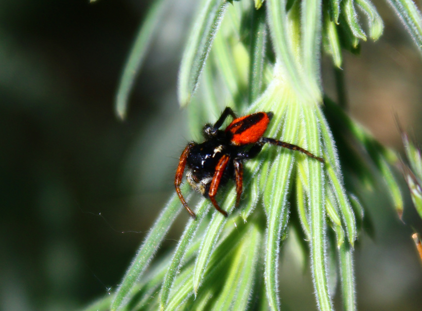 Philaeus chrysops - piros ugrópók