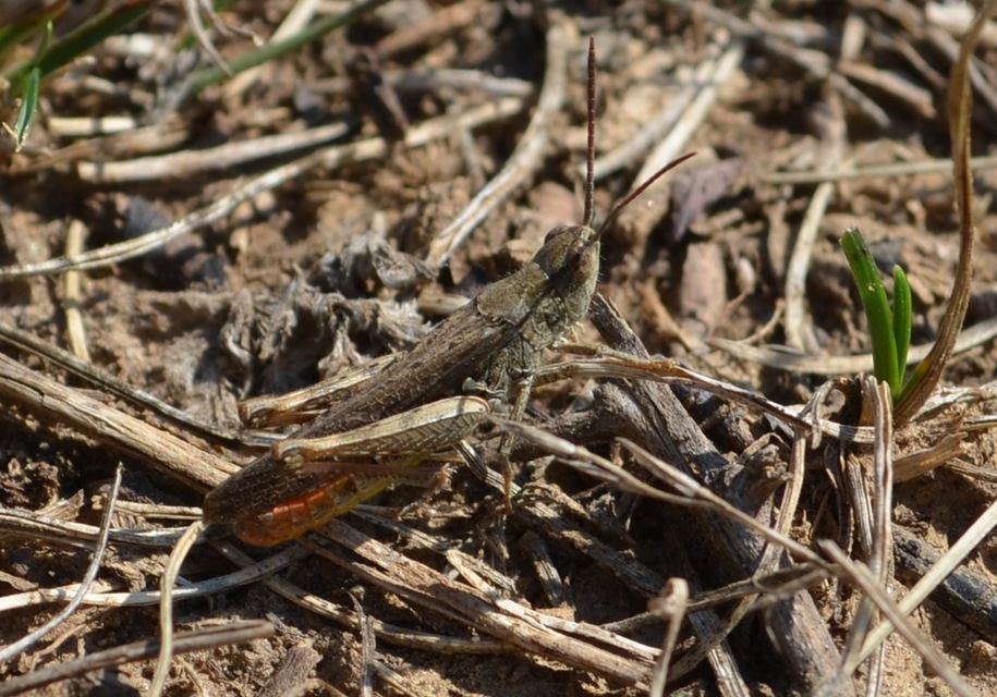 Chorthippus (Glyptobothrus) (subgenus)