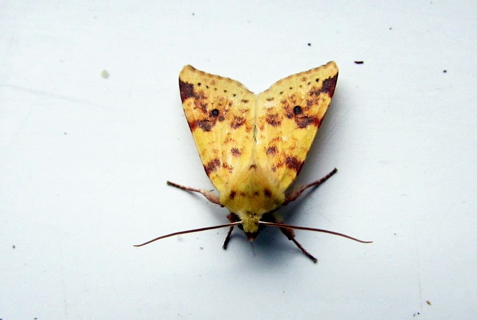 Cirrhia icteritia - nyárfa-sárgabagoly