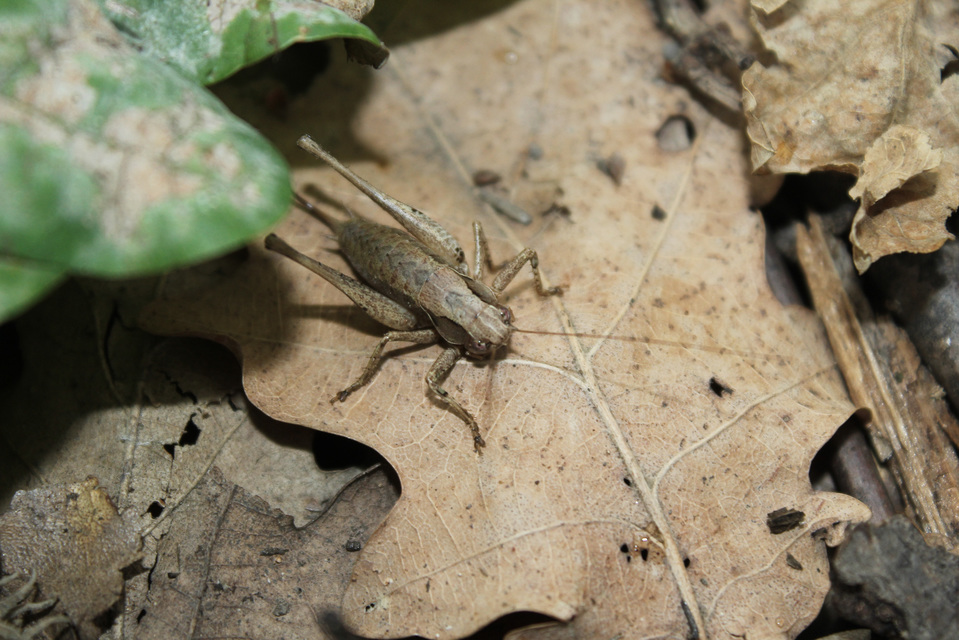 Pholidoptera griseoaptera - szürke avarszöcske