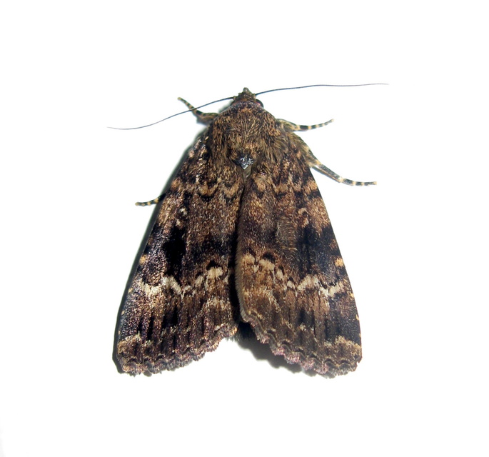 Amphipyra berbera/pyramidea