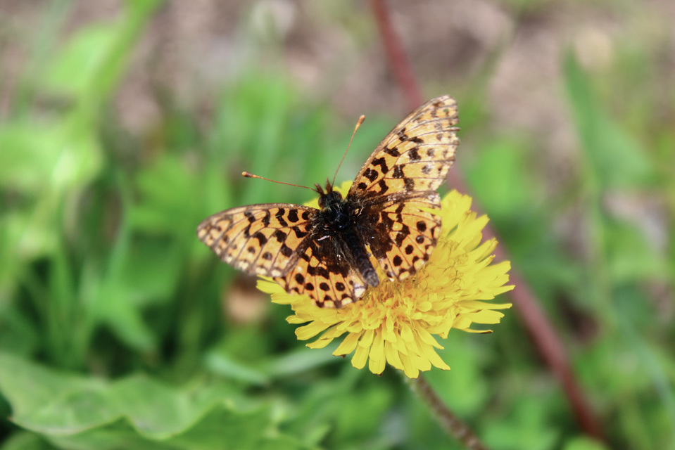 Boloria dia - kis gyöngyházlepke