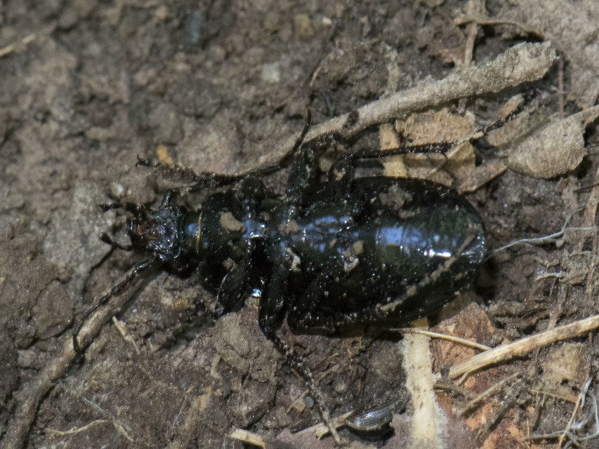 Carabus nemoralis - ligeti futrinka Carabus nemoralis - ligeti futrinka