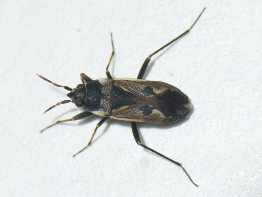Rhyparochromus vulgaris - közönséges díszesbodobács