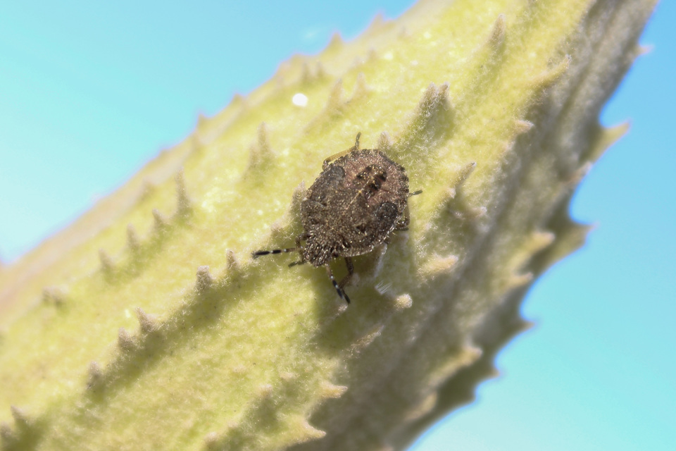 Dolycoris baccarum - közönséges bogyómászó-poloska Dolycoris baccarum - közönséges bogyómászó-poloska