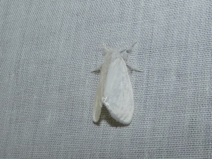 Sphrageidus similis - sárgafarú szövő