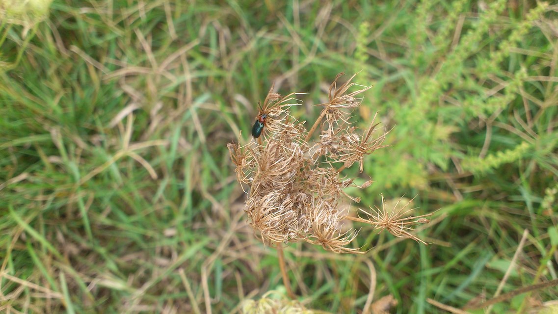 Oulema melanopus/duftschmidi