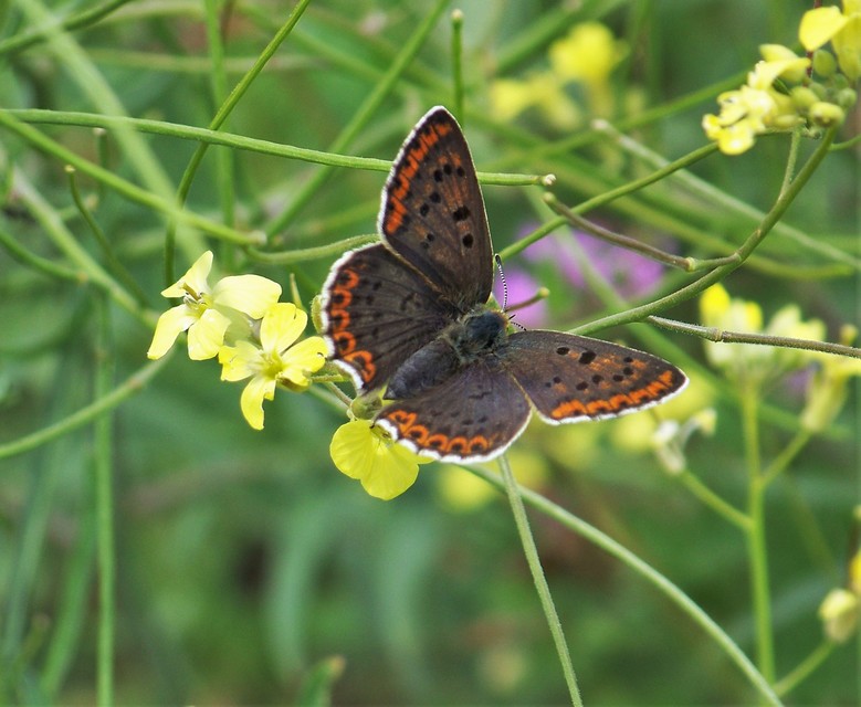 Lycaena tityrus - barna tűzlepke