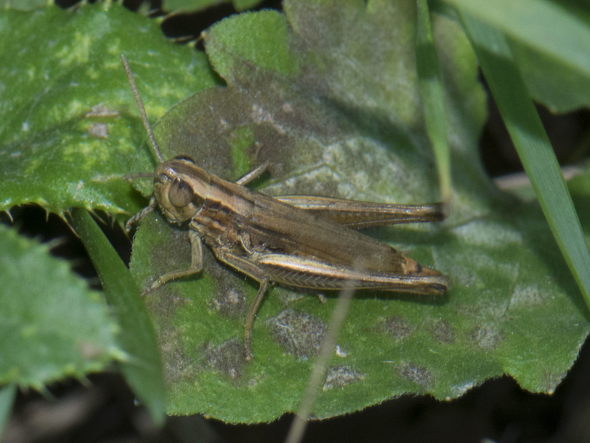 Euchorthippus declivus - rövidszárnyú rétisáska