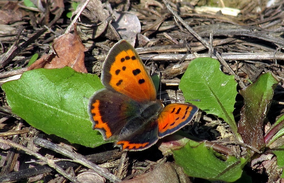 Lycaena phlaeas - közönséges tűzlepke