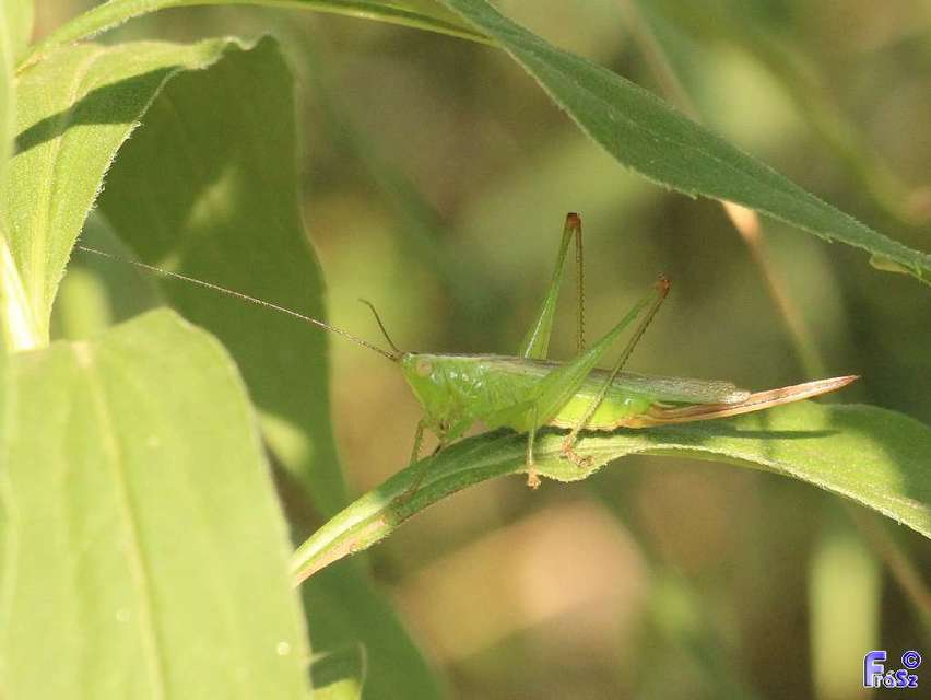 Conocephalus fuscus - kis kúpfejűszöcske