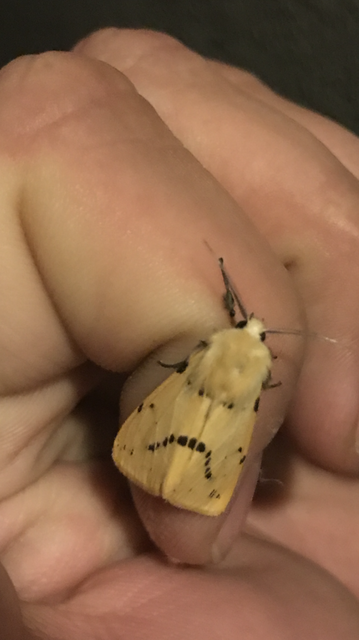 Spilarctia lutea - sárgás medvelepke
