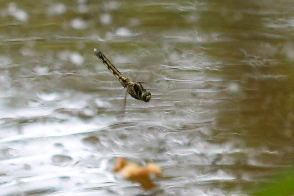 Orthetrum albistylum - fehérfarkú pásztorszitakötő