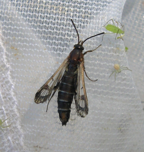 Sesiidae - szitkárfélék