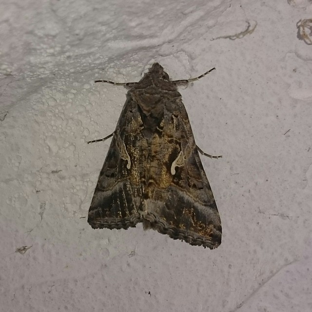 Autographa gamma - gammalepke