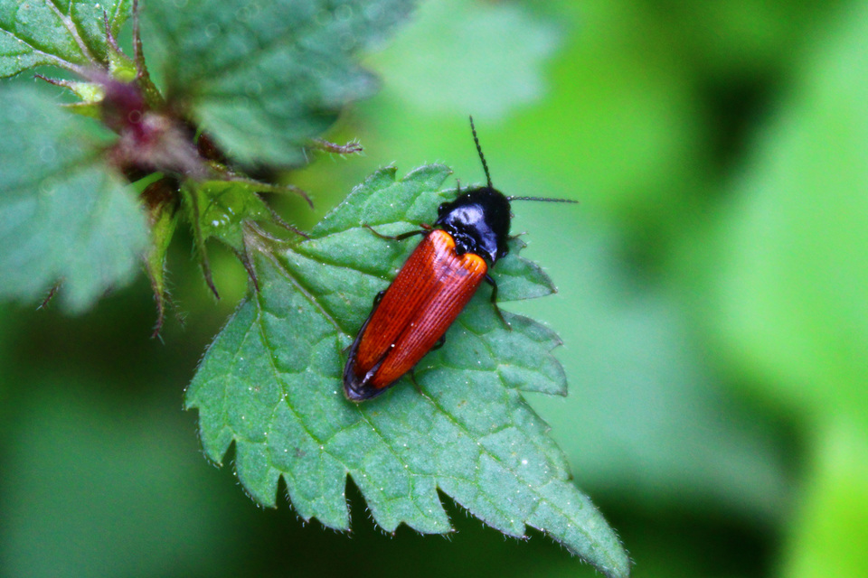 Ampedus pomorum - rozsdás pattanó