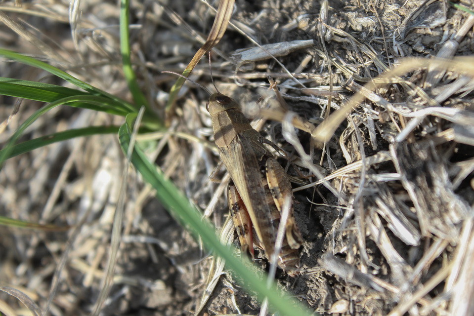 Calliptamus italicus - olaszsáska
