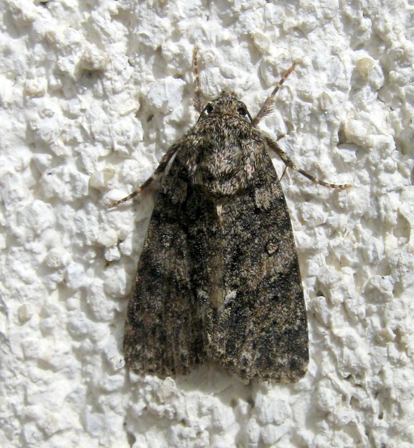 Acronicta rumicis - sóska-szigonyosbagoly Acronicta rumicis - sóska-szigonyosbagoly